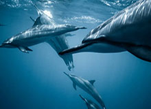 开云体育下载安装-Kaiyun云端之旅：解锁个人与团队的无限潜力